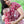 Neko halfbuckle babysize Halfbuckle-Trage neko laurus joy 